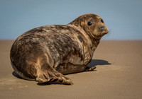 norfolk-19