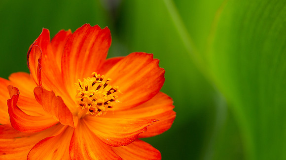 flower4