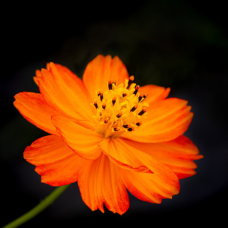 flower5