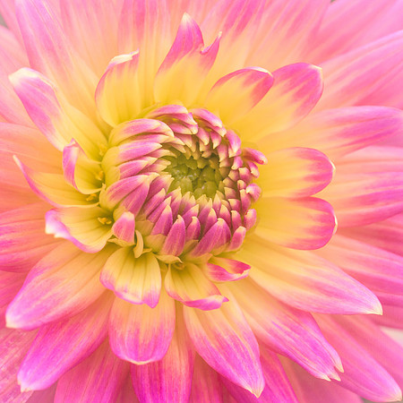 flower6