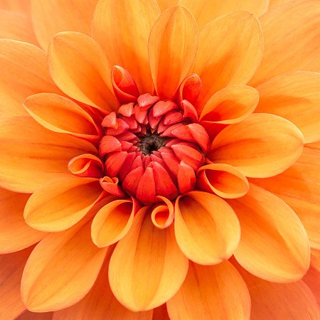 flower3