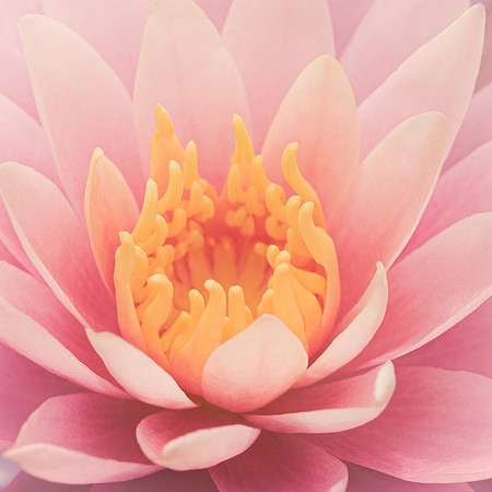 flower8