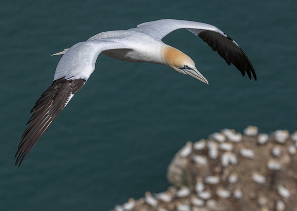 Bempton 2024-1