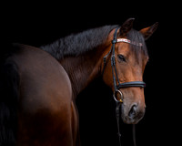 horse-10