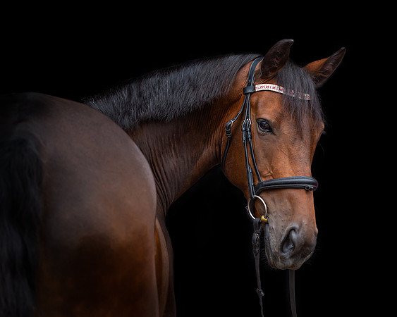 horse-10