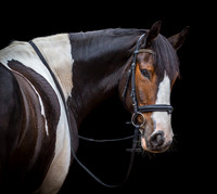 horse-11