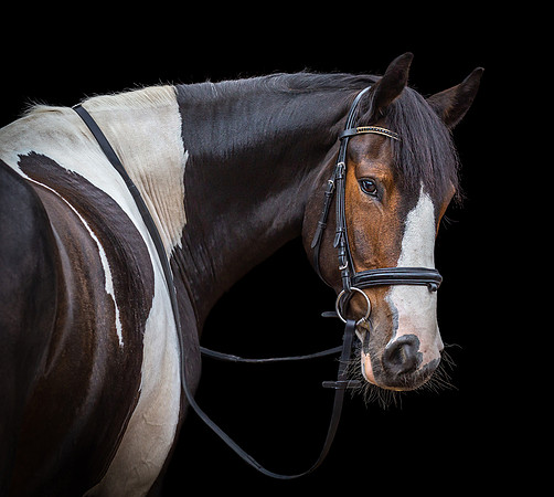 horse-11