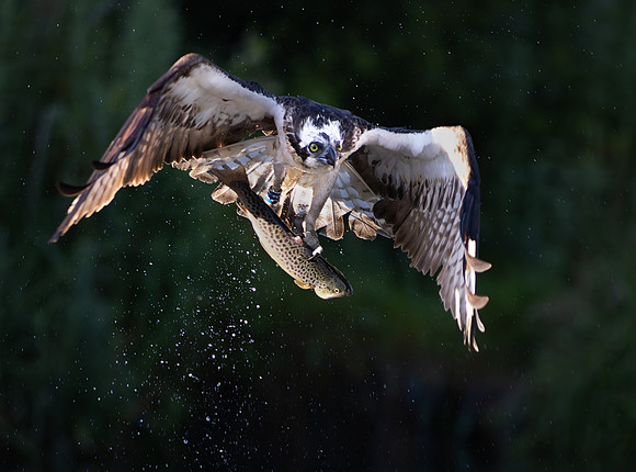MCC Osprey Trip-12