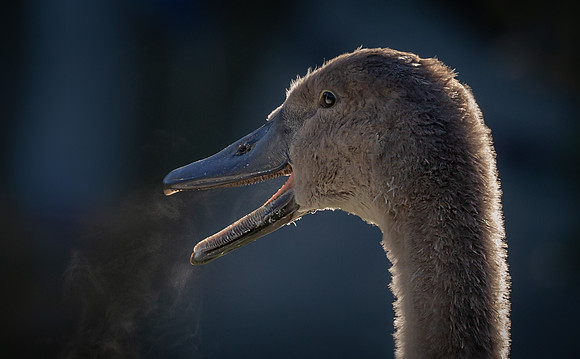 cygnet-head-1