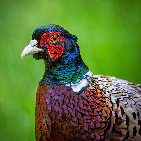 pheasant-4