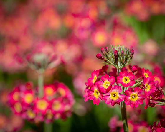 RHS Wisley-33