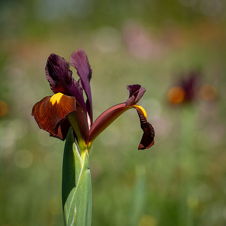 RHS Wisley-13