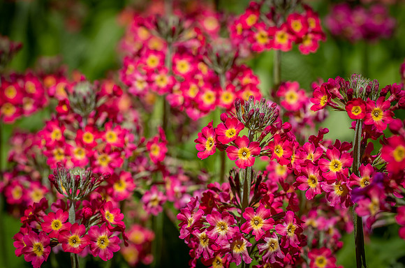RHS Wisley-34
