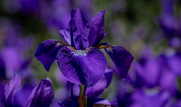 RHS Wisley-29