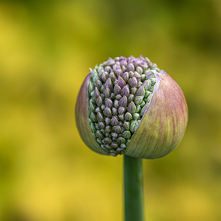 RHS Wisley-2