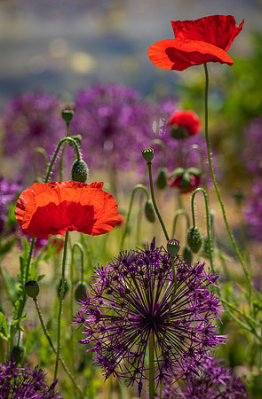 RHS Wisley-14
