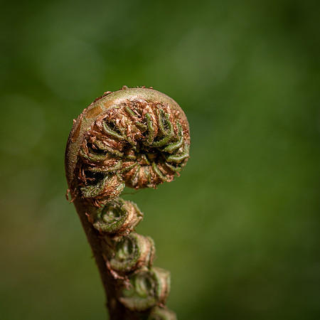 RHS Wisley-36