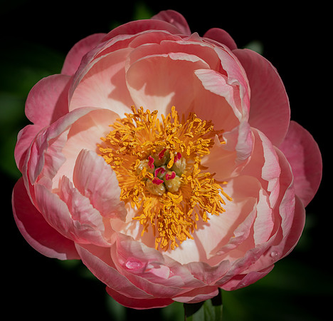 RHS Wisley-5