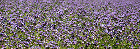 RHS Wisley-10
