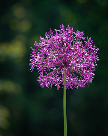 RHS Wisley-1