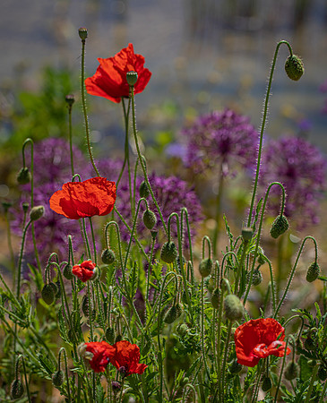 RHS Wisley-16