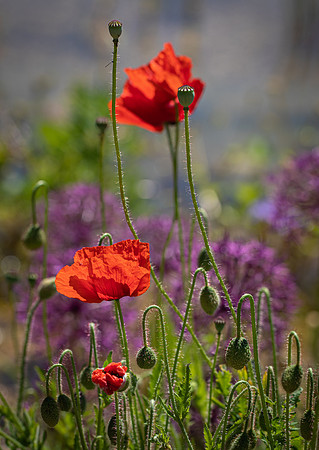 RHS Wisley-15
