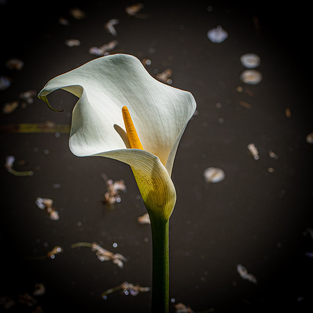 RHS Wisley-28