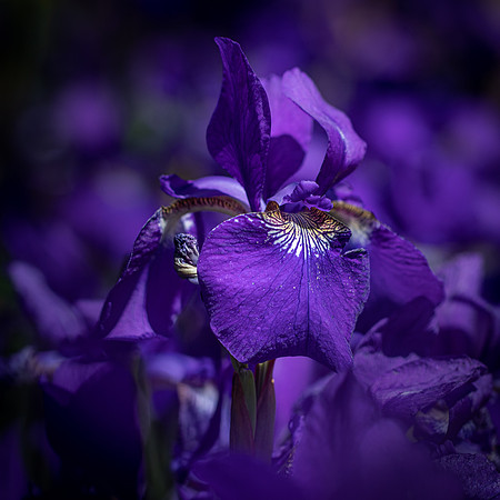 RHS Wisley-32