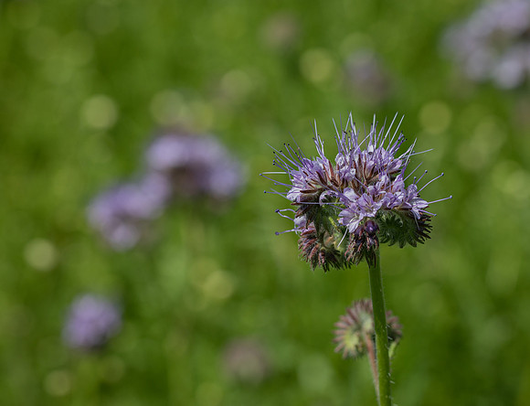 RHS Wisley-7