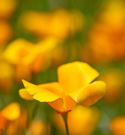 RHS Wisley-8
