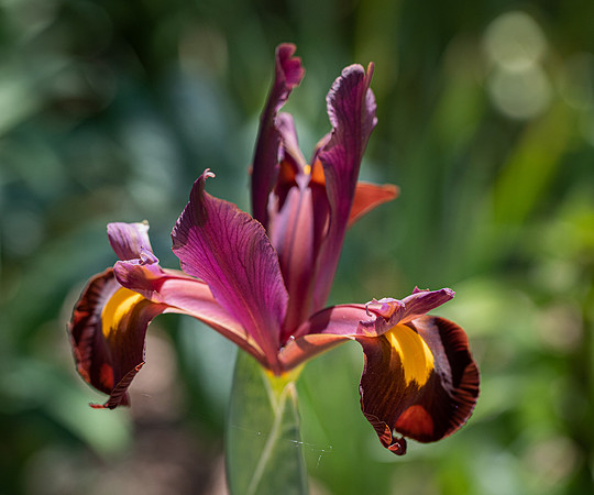 RHS Wisley-11