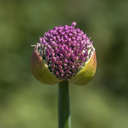 RHS Wisley-4