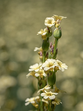 RHS Wisley-6