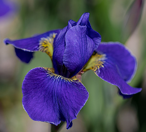 RHS Wisley-21