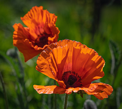 RHS Wisley-22