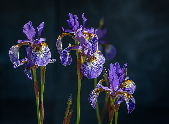 RHS Wisley-18