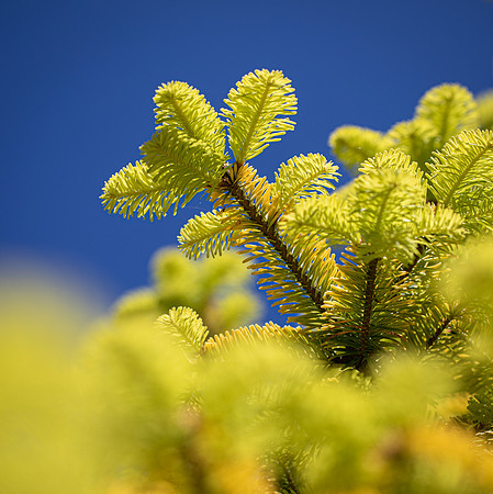 RHS Wisley-26
