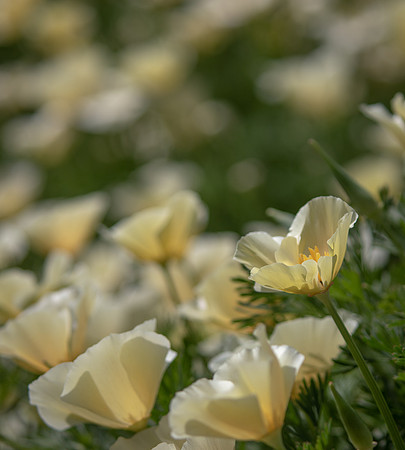 RHS Wisley-37
