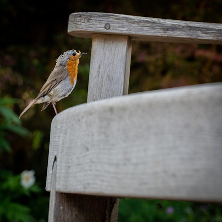 RHS Wisley-54