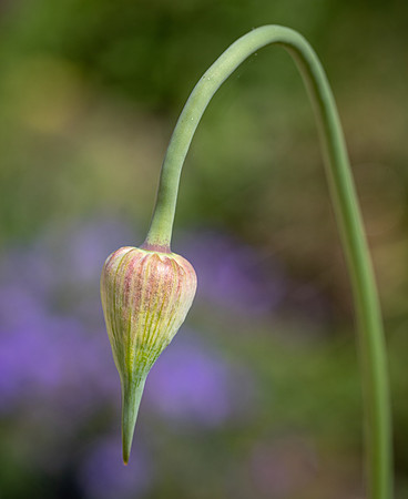 RHS Wisley-12