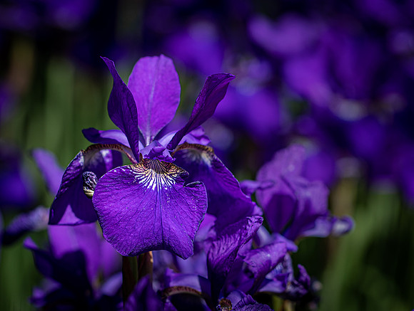 RHS Wisley-30