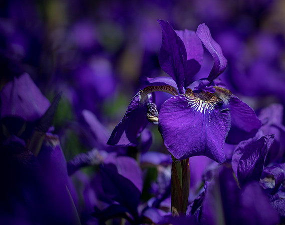 RHS Wisley-31