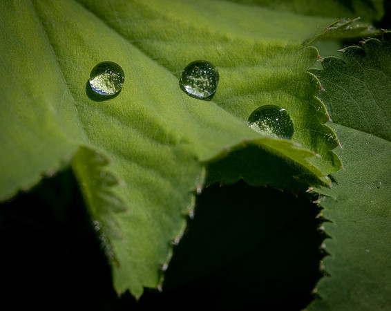 RHS Wisley-19