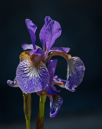 RHS Wisley-17