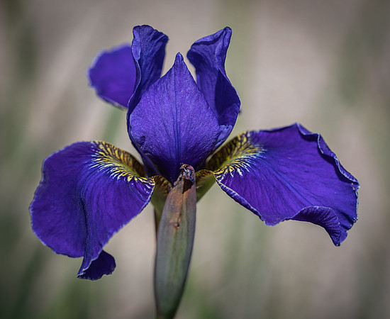 RHS Wisley-20