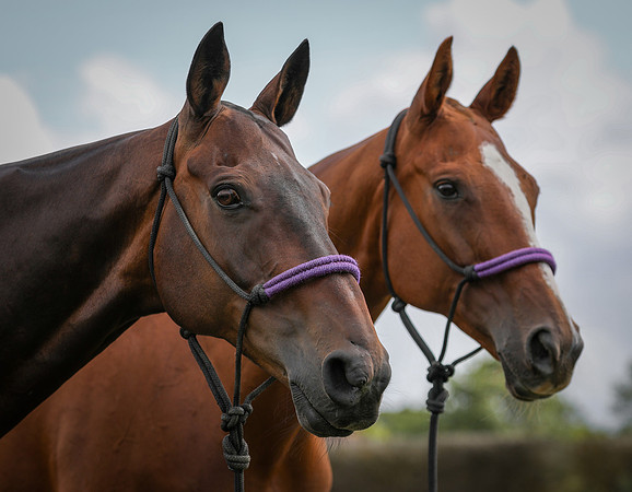 Polo Club-1