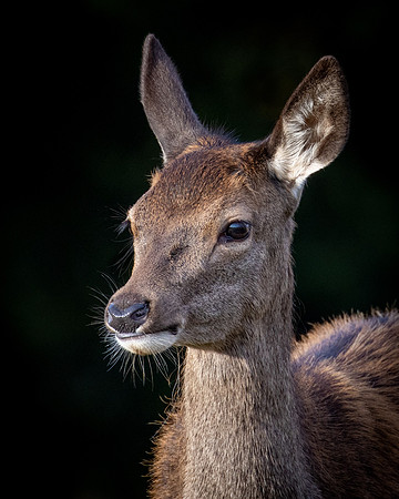 deer2