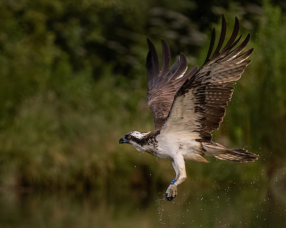 MCC Osprey Trip-10