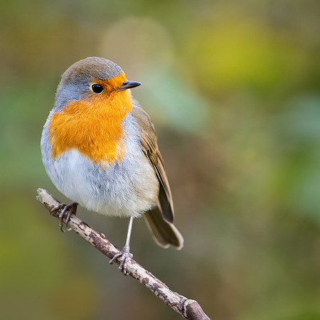 robin-1