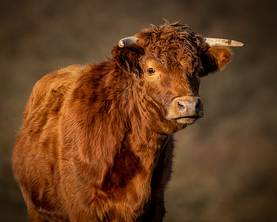 cattle-4